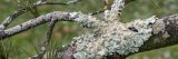 lichen on a tree branch