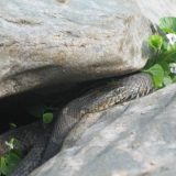 A gray and brown snake rests in a gap between two rocks