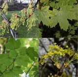 A mosaic of photos depicting different parts of a Maple tree, including leaves, seeds, and stems