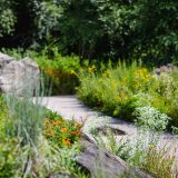 A sunny gravel path winds through plantings of rich green foliage and yellow flowers