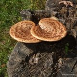Two disc-like brown mushrooms sprout from a cut tree stump