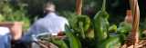 Green peppers in a brown basket with a person blurry in the background wearing a blue shirt and brown hat.