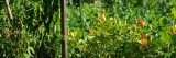 Red and yellow peppers on a green bush with lots of other green leaves surrounding it.