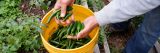 A yellow bucket filled with green peppers and two hands holding the peppers over the bucket.