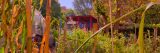 Stalks of plants in various colors, with a red and blue structrue in the background in a garden