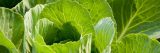 Close up of a green leafed cabbage.