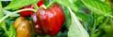 Yellow, and red peppers close together on vines with green leaves low to the ground.