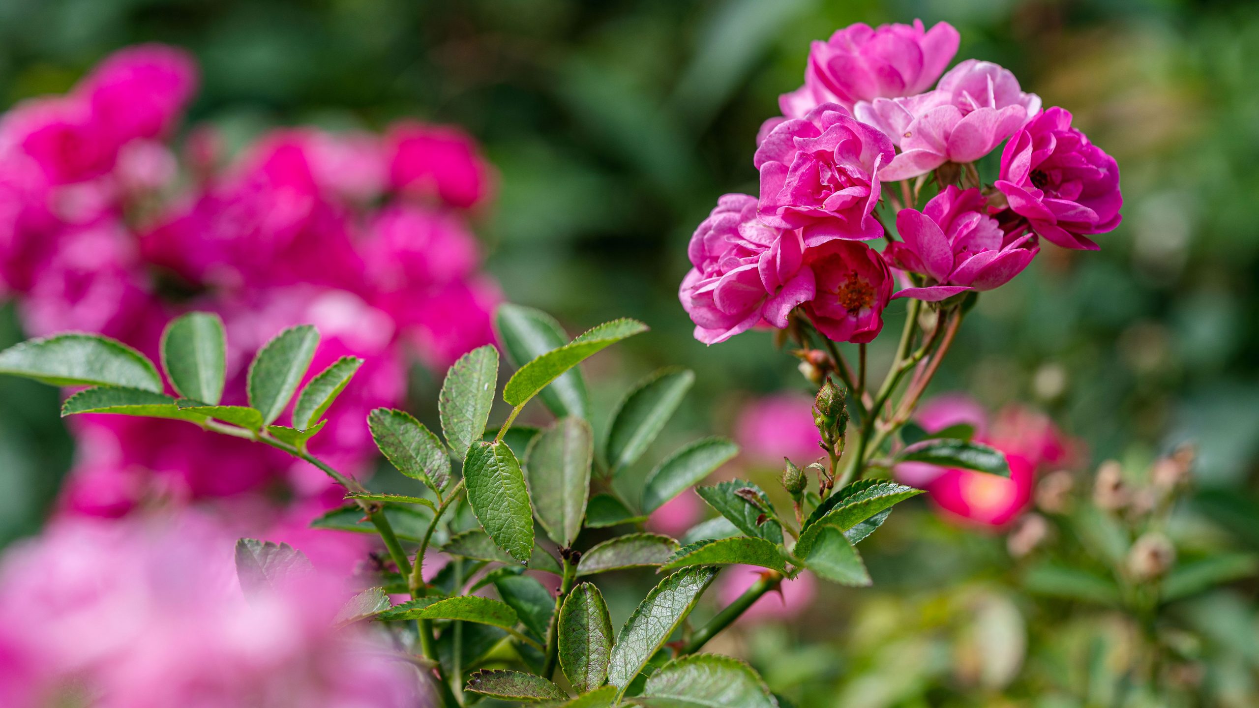 Focused are hot pink flowers growing from green leaves, on a background of more hot pink flowers.