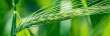 Braided green view of wheat bent along to side.