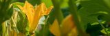 Yellowish orange big swaush flower among green leaves.