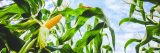 Single yellow corn with the husk removed on the stalk with many green leaves around it set among a blue sky