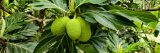 Three large lime green colored oval shape breadfruit hanging from large green branches