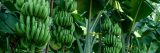 Green bunches of bananas hanging from large green trees