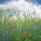 Green standing stalks of barley against a blue sky with small red flowers in the foreground