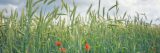 Green standing stalks of barley against a blue sky with small red flowers in the foreground