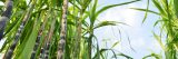 Tall stalks of sugarcane in brown tall forms with green leaves standing in front of blue sky.