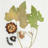 A pressed and dried plant sample from a squash plant, containing specimens of the fruit, stems, and leaves