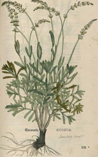 Green and brown illustration of a lavender plant—flowering at the top with roots visible at the bottom—in an antique book