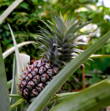 Pineapple from Around the Table exhibition