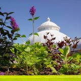 Edible plants in front of the Enid A. Haupt Conservatory