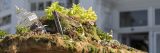 A picnic table decorated with moss, bird cages, and other unique artistic items