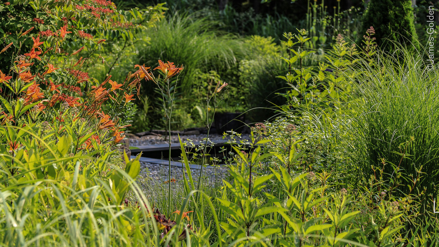 Orange flowers grow on long stems among green foliage, with shrubs and a water feature visible in the near distance
