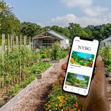 Hand holding a smart phone showing the Aroun the Table creative in the Bloomberg Connects App. The hand holding the phone is over a garden image of planted vegetables in rows, with a dirt path in the middle and a building in the distance.