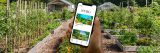 Hand holding a smart phone showing the Aroun the Table creative in the Bloomberg Connects App. The hand holding the phone is over a garden image of planted vegetables in rows, with a dirt path in the middle and a building in the distance.