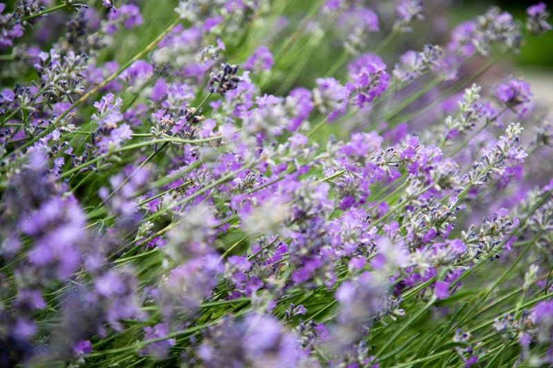 Purple flowers grow in abundance from green herbaceous stems