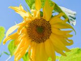 yellow sunflower with green leaves and blue sky