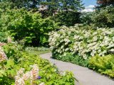 garden pathway surrounded by hydrangea bushes with white flowers