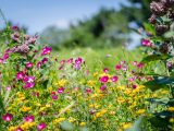 purple and yellow flowers in a bright green grassy meadow of native plants