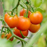 small red tomatoes growing on the vine