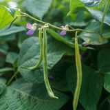 green peas growing on vine with small purple flowers