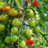 Tomatoes in unripe green and orange grow in a bunch on a plant, mingling with red flowers