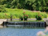 small waterfall in a large pool of water at the center of a native plant garden with green grasses and pink hibiscus flowers