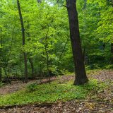A shady forest scene with green leaves and brown leaf litter
