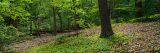 A shady forest scene with green plants and brown leaf litter