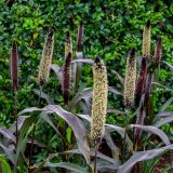 stalks of pear millet with dark purple leaves and pale yellow heads