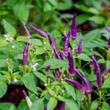 small purple peppers growing on plant with green leaves