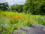 orange flowers in a green grassy meadow with granite rock outcrop