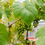 Small green round grapes in a cluster, with large green leaves on brown branches.