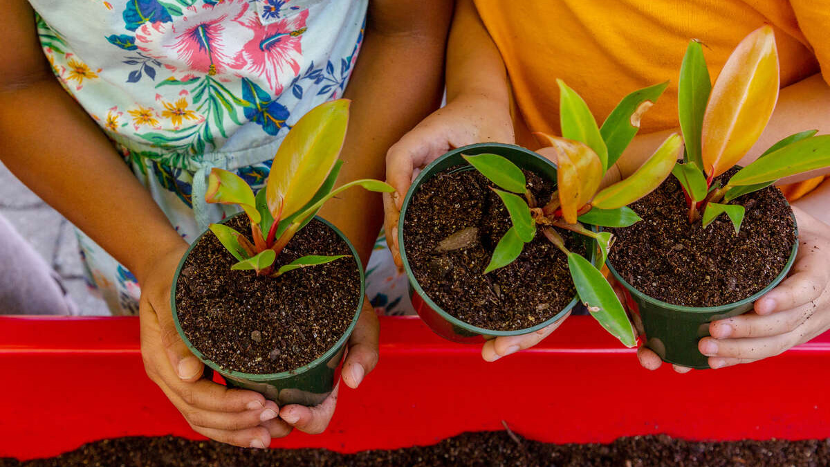 Three sets of potted plants in green plastic pots held by children hands over a red bin. One child shirt is pink hibiscus with blue and yellow flowers, and the other is solid yellow.