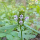 Green plant with small light purple flowers coming out of it, on a green leaf filled background