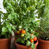 Photo: Veggies and Herbs for Containers