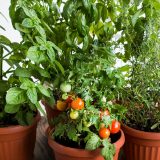 Five orange pots filled with green leaves, in the center one with tomatoes growing out of it's vines