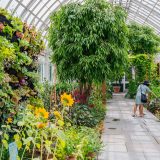 A visitor looking at edible plants in the Seasonal Exhibition Gallery of the Enid A. Haupt Conservatory