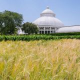 Grains of rye and sorghum in the Conservatory Lawn