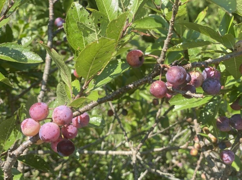 Purple fruits grow on woody stems surrounded by green leaves