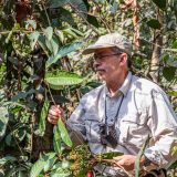 A person in a beige shirt and hat examines a tropical plant leaf in a densely vegetative forest